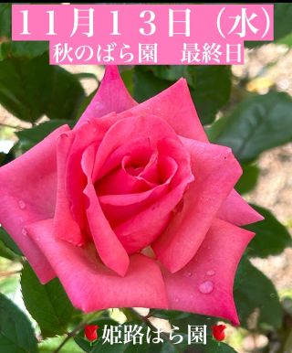 姫路ばら園